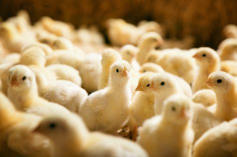 Germany bans disturbing 'chick shredding' practice from egg industry - replacing it with a new in-ovo sexing practice before chicks develop Raising Turkeys, Baby Chicks Raising, Chickens For Sale, Chicken Incubator, Meat Birds, Day Old Chicks, Raising Chicks, Egg Laying Chickens, Laying Hens