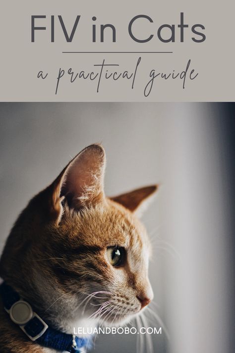 FIV is a complex retrovirus. You can compare it to HIV in humans. (Not the same as feline HIV) Once infected, this virus attacks the white blood cells of a cat’s immune system and can damage or kill the cells. Without a healthy immune system, cats become more at risk of infections. Cats with FIV are more likely to develop life-threatening diseases caused by viruses and bacteria. Here is a guide about what you need to know! #fiv #retrovirus #cats #kittens #felines #pets #petcare #cathealth #cat Kitty Care, Aids Virus, Cat Diseases, Hypoallergenic Cats, Cat Advice, Cat Biting, Eye Infections, Healthy Immune System, White Blood