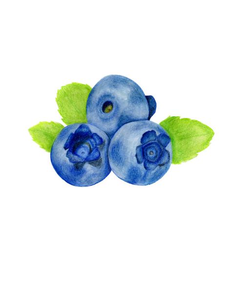 Blue Berries Drawing, Fruit Illustration Art, Blueberry Art Illustration, Blueberry Pictures, Watercolor Art Blueberry, Blue Berries Illustration, Blueberry Botanical Illustration, Journal Illustrations, Blueberries Fruit