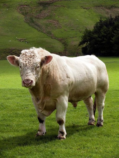 Scotland Art Print featuring the photograph Charolais Bull In Green Fields At by Gannet77 Scotland Art, Cow Photos, Bull Cow, Free Stock Photos Image, Animal Photography, Jigsaw Puzzle, All Art, Royalty Free Images, Fine Art America