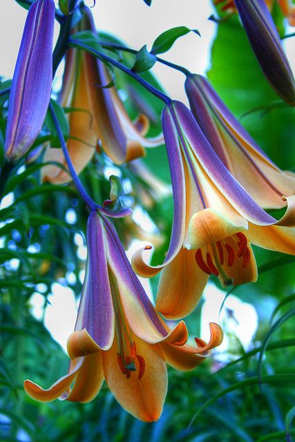 I already adored lilies...these are even better than regularly amazing lilies! Tropical Flowers, Exotic Flowers, Bell Flowers, फोटोग्राफी 101, Gladioli, Unusual Flowers, The Secret Garden, Flower Beauty, Beautiful Blooms