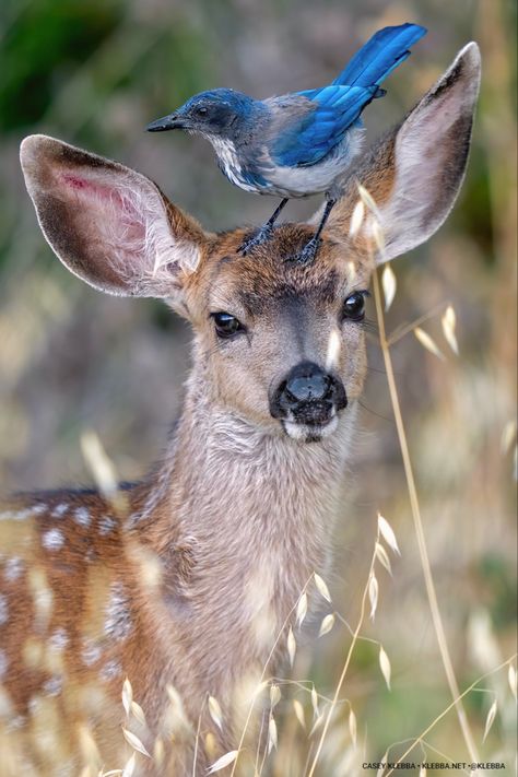 Random Reference Photos Animals, Bird Reference Photos For Artists, Animal Reference Photos For Artists, Landscape Reference Photos For Artists, Deer Photography, Animal Photography Wildlife, Deer Photos, Reference Photos For Artists, Wild Animals Pictures