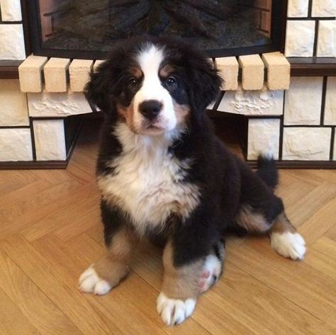 120 Female Bernese Mountain Dog Names – The Paws Best Girl Dog Names, Bernese Mountain Dog Names, Cartoon Bernese Mountain Dog, Bernese Mountain Dog Blue Eyes, Bernese Mountain Dog With Cat, Bernese Mountain Dog Mix, Bernese Dog, Girl Dog Names, Funny Bernese Mountain Dog Memes