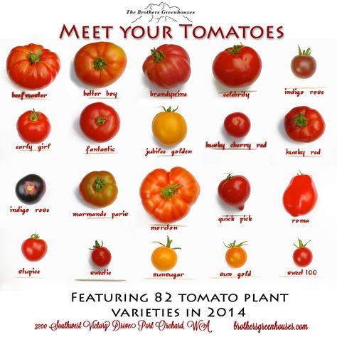 Tomato varieties Fruits And Vegetables List, Tomato Varieties, Types Of Tomatoes, Varieties Of Tomatoes, Food Infographic, Food Charts, Food Info, Cooking Basics, Green Home