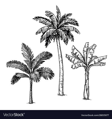 Palm Tree Sketch, Trees Drawing Tutorial, Palm Tree Drawing, Trees Vector, Plant Sketches, Palm Tree Vector, Landscape Design Drawings, Tree Drawings Pencil, Tree Sketches