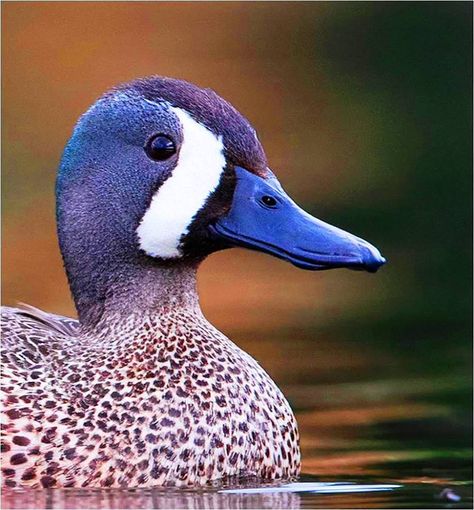 Blue-winged Teal male Waterfowl Taxidermy, Bird Makeup, Teal Duck, Blue Winged Teal, Duck Pictures, Duck And Ducklings, Duck Photo, Wild Duck, Duck Bird