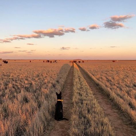 Outback Aesthetic, Abandoned Farmhouse, Australian Farm, Country Backgrounds, Abandoned Cities, Future Farms, Outback Australia, Farm Lifestyle, Western Life