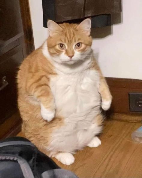 Funny Fat Cats | 1M Soon on Instagram: “Guess the weight👇🏼 - - Fat cat content everyday😁@fatcathappycat . . Credit: @??? . . 📥 We are here . Hashtags #lovelycat #instacat_meows…” Fat Orange Cat, Fat Animals, Funny Couple Pictures, Cat Expressions, American Shorthair Cat, Kitten Gif, Cat Icon, Yellow Cat, Silly Animals