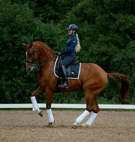 Chestnut Dressage Horse, Horse Riding Aesthetic, Warmblood Horses, Horse Riding Outfit, Show Jumping Horses, Equestrian Aesthetic, Horse Camp, Horse Inspiration, English Horse