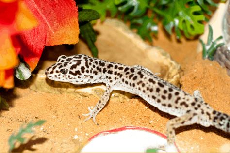 Leopard Gecko Enrichment Ideas, Reptile Enrichment Ideas, Leopard Gecko Enrichment, Leopard Gecko Habitat Ideas, Leopard Gecko Terrarium Ideas, Leopard Gecko Habitat, Leopard Gecko Tank, Gecko Habitat, Pothos Vine