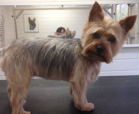 Silky Terrier Haircut, Silky Hairstyles, Yorkie Puppy Haircuts, Parti Yorkie Haircut, Yorkie First Haircut, Yorkie Creative Grooming, Yorkshire Terrier Grooming, Pets Grooming, Yorkie Cuts