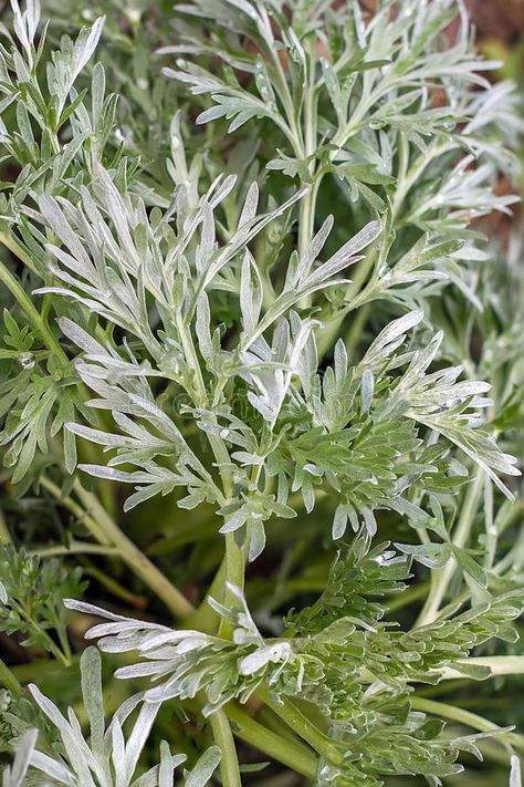 Sagebrush. Green mugwort branch and leaves close up , #AFF, #mugwort, #Green, #Sagebrush, #close, #leaves #ad Mugwort Aesthetic, Psychic Tea, Retail Design Display, Design Display, Display Ideas, Retail Design, Psychic, Perennials, Stock Images Free