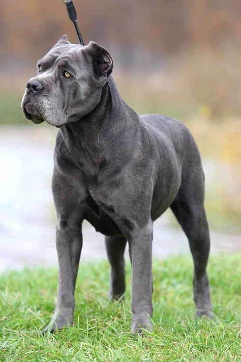 grey cane corso Cana Corso, Kane Korso, Puppy Aesthetic, Cane Corso Italian Mastiff, Cane Corso Mastiff, Cane Corsos, Italian Mastiff, Cane Corso Puppies, Big Dog Breeds