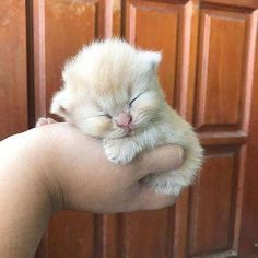 20 Very Sleep Baby Animals That Can Just Fall Asleep In The Palm Of Your Hand Animals, White