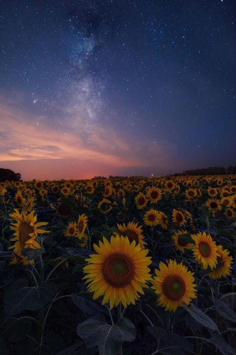 Field Wallpaper, Hokkaido Japan, Night Sky Wallpaper, Sunflower Wallpaper, Sunflower Field, Pretty Landscapes, Belem, Sunflower Fields, Aesthetic Photography Nature