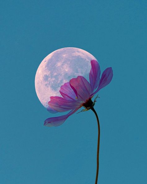 All Posts • Instagram Full Moon In Virgo, Moon And Flowers, Moon In Virgo, Full Moon, Social Network, The Sun, Moon, Instagram Photo, Instagram