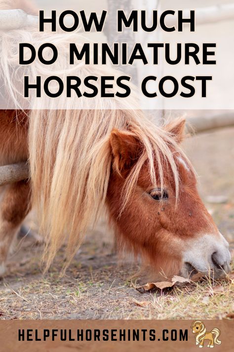 As with most companion animals, the price for a mini can vary quite a bit. According to the American Miniature Horse Association, the initial purchase price of your mini can be anywhere from $1,000 – $200,000!  Even though miniature horses are smaller than standard-sized horses, they require many of the same monthly expenses.  In this article, we'll discuss the cost of the miniature horses. #sale #barn #horse #american #riding #monthly #helpfulhorsehints American Miniature Horse, Mini Horse Barn, Miniature Horse Foal, Miniature Horses For Sale, Miniature Pony, Miniature Ponies, Mini Horses, Horse Information, Horse Breeder