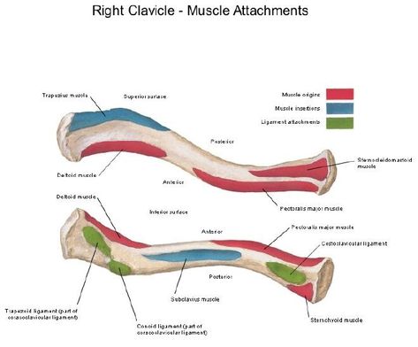 Clavicle Bone, Anatomy Bones, Physical Therapy Assistant, Leg Workout Routine, Doctor Of Physical Therapy, Bone Fracture, Muscle Anatomy, Medical Anatomy, Bones And Muscles