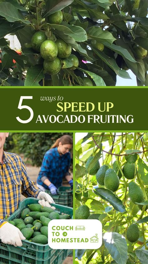 avocado fruiting Growing Avocado From Pit, Grow Avocado From Pit, Growing Avocados, Indoor Avocado Tree, Avocado Tree Care, Growing Avocado, Veggies Garden, Fruit Trees Backyard, Avocado Trees