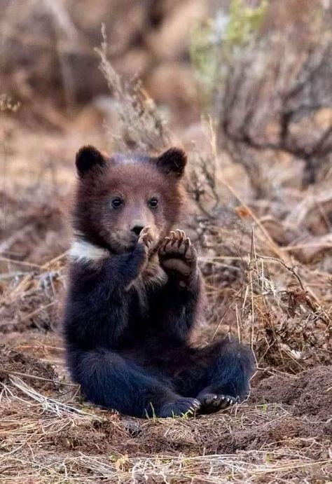 Grizzly Bear Cub, Black Bear Cub, Wild Baby, Wolf Spirit Animal, Bear Carving, Young Animal, Bear Pictures, Bear Cub, Super Cute Animals