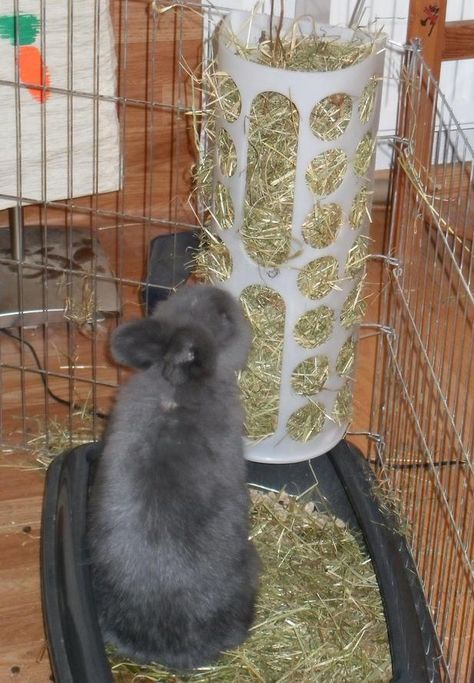 Haha handig Ikea Bag Holder, Ikea Bag, Flemish Giant Rabbit, Hay Rack, Rabbit Habitat, Rabbit Enclosure, Kat Diy, Rabbit Farm, Giant Rabbit