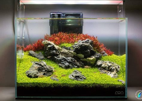 Iwagumi Aquascape, Aquarium Soil, Aquascape Design, Betta Aquarium, Shrimp Tank, Aquarium Setup, Aquarium Landscape, Nature Aquarium, Aquascape Aquarium