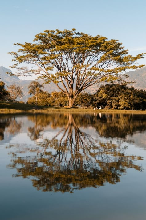 Tree Reflection in Water in Nature How To Draw Water Reflections, Reflections In Nature, Reflection Water Photography, Landscape Distortion, Tree Reference Photography, Tree Reflections In Water, Glass Reflection Photography, Reflection Photography Ideas, Ap Art Sustained Investigation