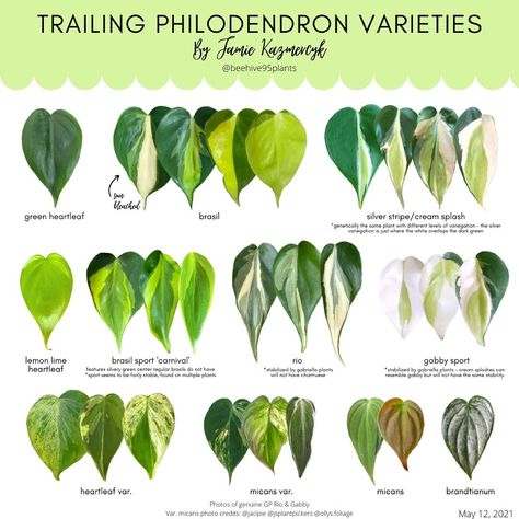 Plant Leaf Identification, Leaf Identification, Philodendron Plant, Inside Plants, Plant Tags, Plant Identification, Plant List, Room With Plants, Plant Mom