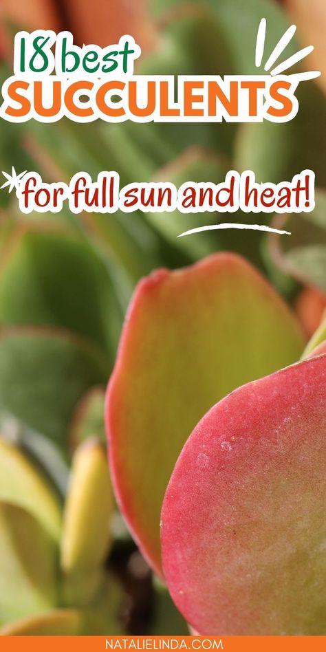 Red and green succulent. Text reads "18 Best Succulents for Full Sun and Heat". High Sunlight Plants Outdoor, Succulent Landscape Design Backyards, High Sun Plants Outdoor, Direct Sun Plants Outdoor, Direct Sunlight Plants Outdoor, Cactus Garden Outdoor, Succulent Front Yard, Full Sun Succulents, Rock Garden Design Ideas