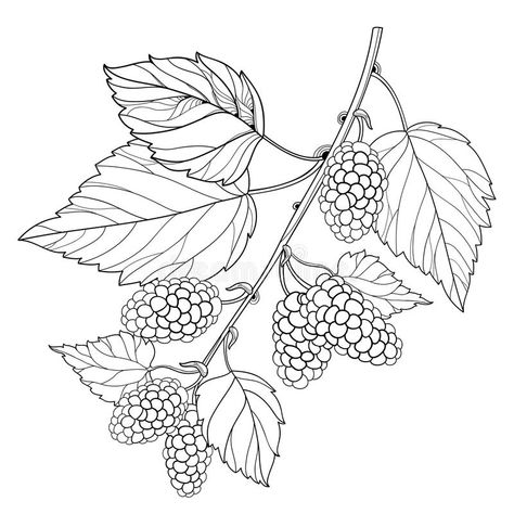 Tree Branch Tattoo, Mulberry Fruit, Branch Drawing, Branch Tattoo, Mulberry Leaf, Tree Sketches, Mulberry Tree, Background Drawing, Line Art Tattoos