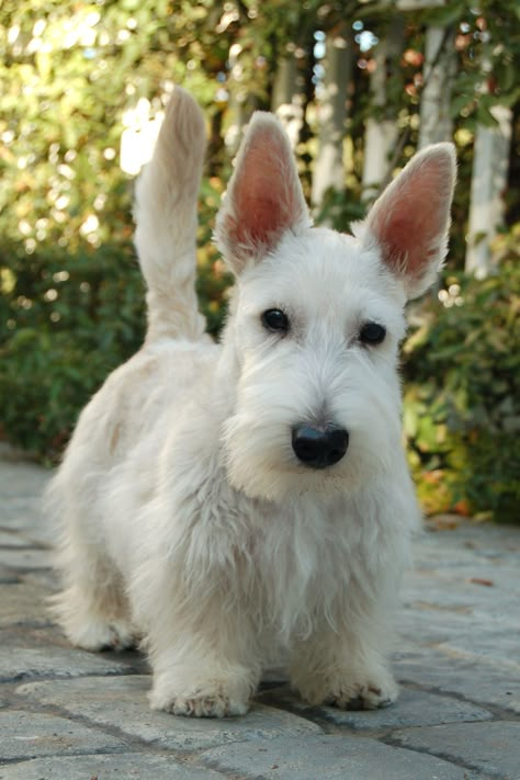 Maggie is wondering if this looks like an oliver?   Flannigan McCloud: Nov 2008,  darling boy! Scottish Terrier Puppy, Scottie Terrier, White Dog, Scottish Terrier, Scottie Dog, Terrier Dogs, Dog Names, Beautiful Dogs, 귀여운 동물