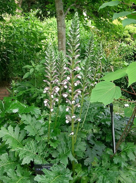 Acanthus Mollis, Oyster Plant, British Garden, Italian Garden, Big Leaves, Flower Spike, Herbaceous Perennials, Gardening Advice, Woodland Garden