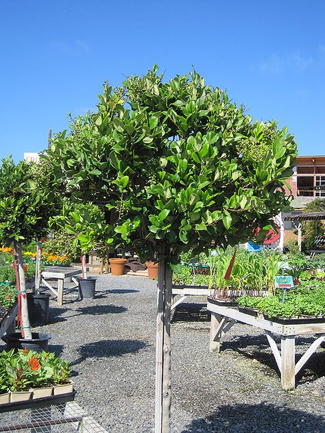 Texanum Japanese Privet (Topiary form) (Ligustrum japonicum 'Texanum (Topiary)') at Green Thumb Nursery Privet Tree, Japanese Privet, Ligustrum Japonicum, Free Landscape Design, Tree Garden, Topiary Trees, Outdoor Pots, Woodland Garden, Evergreen Shrubs