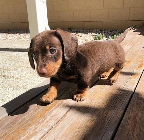 Dachshund Appreciation on Instagram: “Put a bun around it and it could pass as a hot dog 🌭 @pippa.percy.dachshunds #hotdog #puppy” Hot Dog Puppy, Weiner Dog Puppies, Hotdog Dog, Daschund Puppies, Really Cute Puppies, Cute Animals Puppies, Very Cute Dogs, Weenie Dogs, Dachshund Puppies