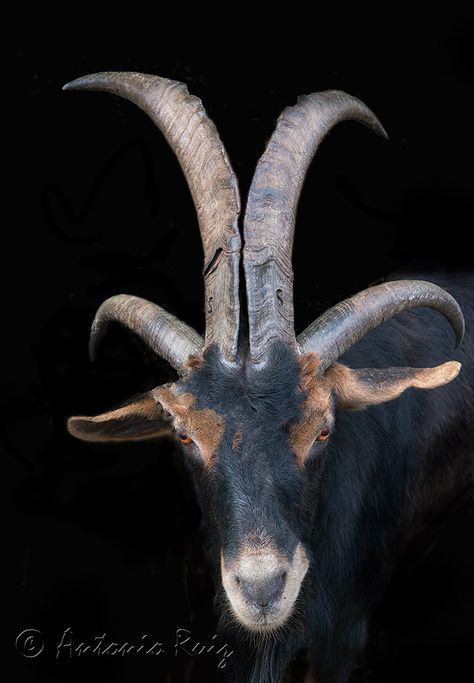 ˚ Lucifer Goat, Horns Reference, Goat Demon, Types Of Goats, Animals With Horns, Xmas Drawing, Goat Horns, Goat Skull, Cow Horns