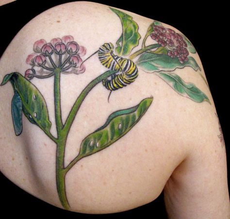 Milkweed & Monarch life phases  by butterfat78, via Flickr Milkweed Tattoo, Monarch Tattoo, Monarch Butterfly Tattoo, Monarch Caterpillar, Pisces Tattoos, Realism Tattoo, Chest Tattoo, Monarch Butterfly, Butterfly Art