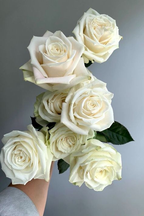 White Rose Varieties, Cappuccino Rose, 2 Candle, White Hydrangeas, 2023 Design, Rose Varieties, Flower Guide, Ivory Roses, Cream Flowers