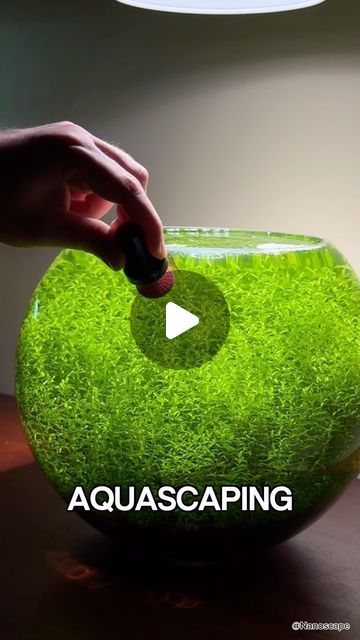 Plants For Aquarium, Bio Orb Fish Tank Ideas, Simple Aquascape Ideas, Fresh Water Aquascape, Japanese Aquascape, Aquascape Shrimp, Plants In Aquarium, Aquarium Ideas Decoration, Simple Aquascape