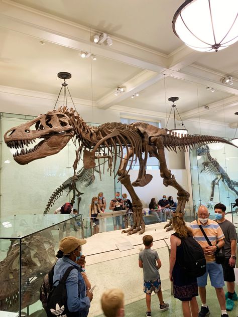 Dino Museum, Dinosaur Exhibition, Dinosaur Museum, Dinosaur Photo, American Museum Of Natural History, Dinosaur Skeleton, Museum Of Natural History, Dinosaur Fossils, City Trip