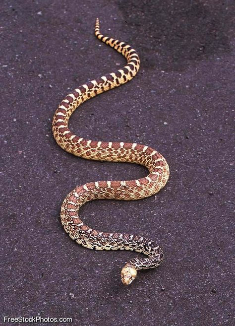 Bull Snake, Spiders And Snakes, Types Of Snake, Book English, Rainforest Animals, Corn Snake, Snake Charmer, Snake Venom, Snake Art