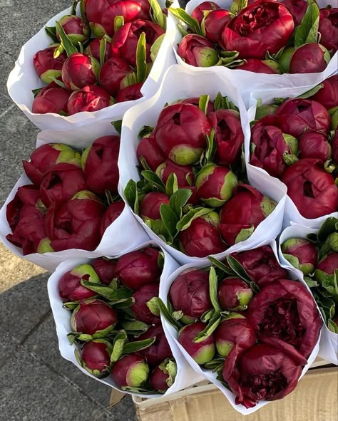 Home Backyard, Home Decor Cozy, Red Peony, Boquette Flowers, Cozy Home Decor, Red Peonies, Decor Flowers, Nothing But Flowers, Home Garden Decor