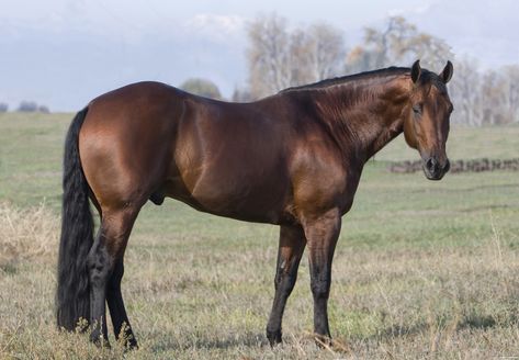 Purebred bay Quarter Horse stallion stands in Longmont, CO Quarter Horses, Aqha Stallion, Quarter Horse Stallion, Aqha Horses, Barrel Racing Horses, Morgan Horse, Bay Horse, Dream Horse, American Quarter Horse