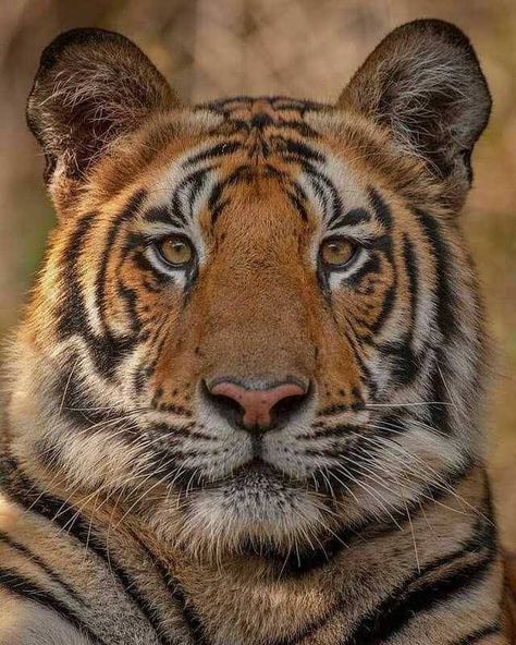 Head Picture, Celebrate Each New Day, Regard Animal, Save The Tiger, Cat Species, Tiger Pictures, Cute Tigers, Majestic Animals