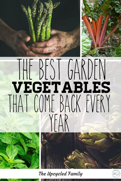 Best Veggies, Food Forest Garden, Perennial Vegetables, French Country Garden, Garden Vegetables, Permaculture Gardening, Survival Gardening, Meteor Garden 2018, Luxury Garden