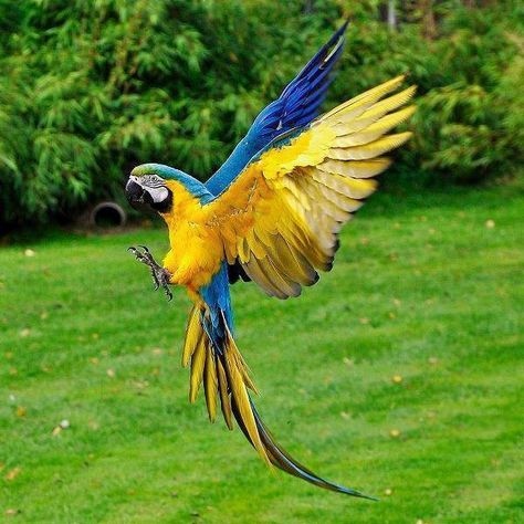 Parrot in flight Burung Kakatua, Parrot Flying, Blue Gold Macaw, Amazon Parrot, Macaw Parrot, Haiwan Peliharaan, All Birds, Tropical Birds, Exotic Birds