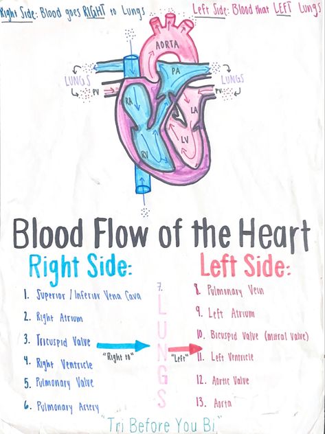 Anatomy And Physiology Notes, Physiology Notes, Notes Anatomy, Notes Nursing, Anatomy Notes, Tricuspid Valve, Mitral Valve, Heart Anatomy, Cardiovascular System