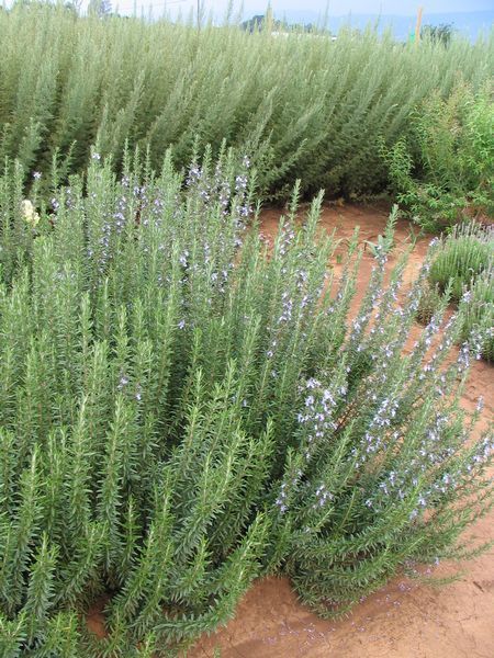 Rosemary In Pots, Growing Rosemary Indoors, Tattoo Plant, Growing Rosemary, Rosemary Plant, Backyard Plants, Dry Garden, Gravel Garden, Rosmarinus Officinalis