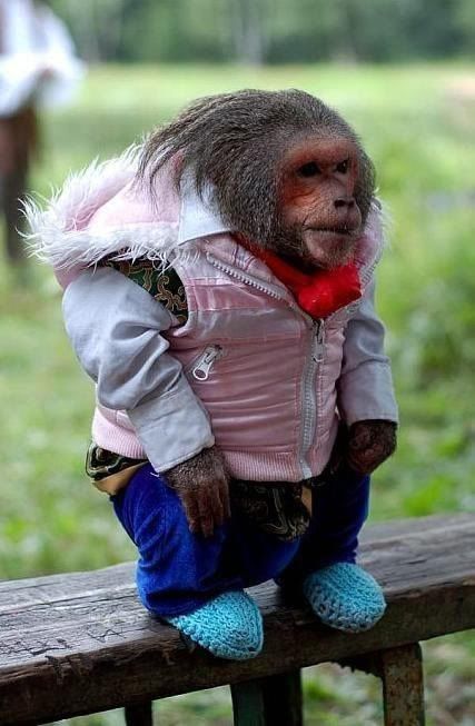 #44 of the list of things you never see in real life: An extremely stylish monkey Types Of Monkeys, Animal Costumes, Monkeys Funny, Primates, Funny Animal Pictures, San Antonio, Make Me Smile, Animal Pictures, I Laughed