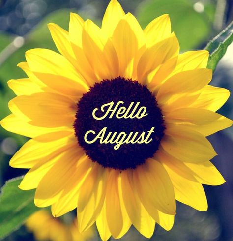 Hello August August Sunflower, Hello August Images, Yellow Inspiration, August Images, Welcome August, August Quotes, August Wallpaper, Quote Pictures, Candle Images