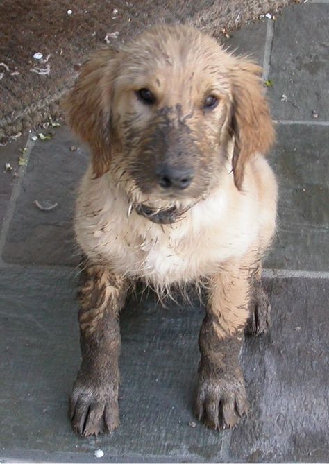 Today (Monday) is NATIONAL PUPPY DAY. So in that spirit, here are a couple pics of the "kids." The muddy one is Penny, freshly adopted from Golden Retriever rescue out of L.A. And the pair bonded at the hip are Duncan and Echo. Send pics of your kids for #nationalpuppyday! James Rollins, Golden Retriever Rescue, Send Pics, National Puppy Day, Puppy Day, Dog Info, Dog Apparel, Animal Pics, Silly Animals